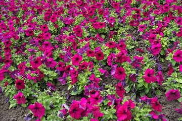 Great number of magenta colored flowers of petunias in mid June