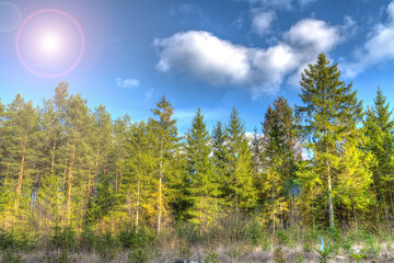 landscape forest in autumn sunny day, clouds in the blue sky, Poland Europe