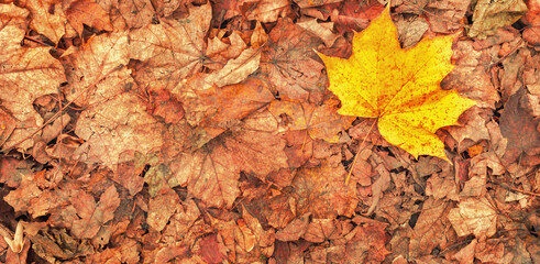 Naturalne tło, tekstura opadłych jesiennych skorodowanych liści przy parkowej ścieżce. Szczegół, żółte, pomarańczowe liście klonu.