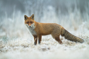 Fox Vulpes vulpes in autumn scenery, Poland Europe, animal walking among autumn meadow in amazing warm light