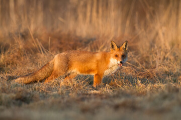 Fox Vulpes vulpes in autumn scenery, Poland Europe, animal walking among autumn meadow in amazing warm light