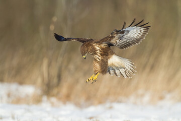 landing Common buzzard Buteo buteo in the fields in winter snow, buzzards in natural habitat, hawk bird on the ground, predatory bird close up winter bird