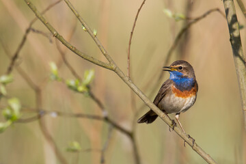 Bird Bluethroat Luscinia svecica migratory small bird singing and perching spring time amazing morning Poland Europe a bird that lives in reeds in river valleys