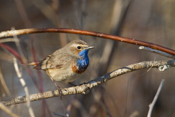 Bird Bluethroat Luscinia svecica migratory small bird singing and perching spring time amazing morning Poland Europe a bird that lives in reeds in river valleys