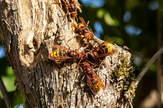 Vespa crabro, Hornissen lecken Pflanzensaft von einem geringelten Fliederast, Hornets  feeding on sap of a girdled lilac branch