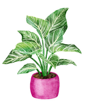 Watercolor hand drawn illustration of philodendron birkin. Popular trendy houseplant flower in pink pot, green striped leaves greenery, urban jungle foliage house indoor plant, trendy expensive 