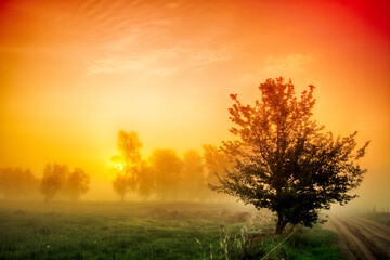 Plakat Landscape sunset in Narew river valley, Poland Europe, foggy misty meadows with willow trees, spring time