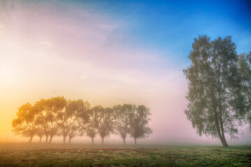 Fototapeta premium Landscape sunset in Narew river valley, Poland Europe, foggy misty meadows with willow trees, spring time
