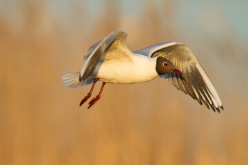 Fototapeta premium Bird black-headed gull Chroicocephalus ridibundus in flight spring time Poland, Europe