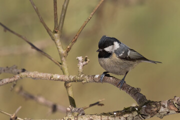 Bird in forest - Coal tit Periparus ater, wildlife Poland europe