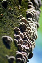 Many mushrooms grown on the tree trunk.