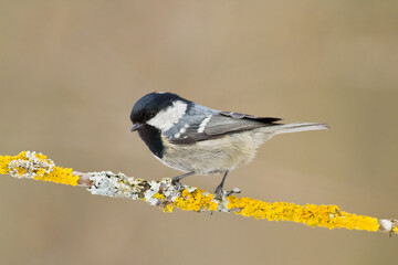 Bird in forest - Coal tit Periparus ater, wildlife Poland europe
