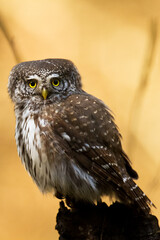 Pygmy owl Glaucidium passerinum little owl natural dark forest north parts of Poland Europe	