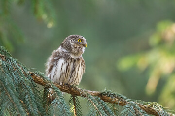 Pygmy owl Glaucidium passerinum little owl natural dark forest north parts of Poland Europe	