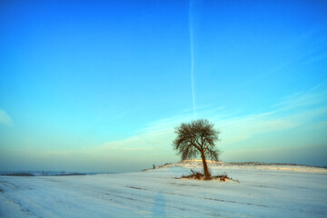 silhouette of lonely tree on the hill in Poland, Europe on sunny day in winter, amazing clouds in blue sky	