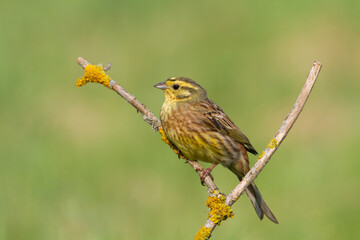 yellowhammer Emberiza citrinella on the branch amazing warm light sunset sundown