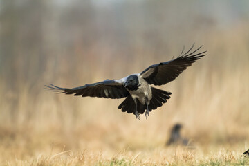 flying Bird - Hooded crow Corvus cornix in amazing warm background Poland Europe	