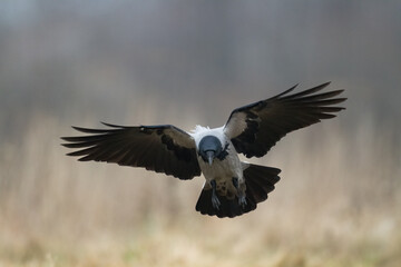 flying Bird - Hooded crow Corvus cornix in amazing warm background Poland Europe	