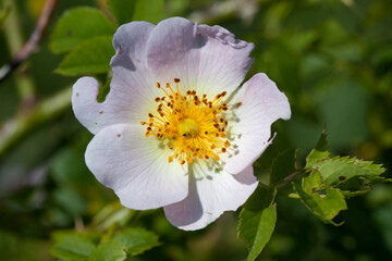 Burnet rose, pink white flower with yellow stamens