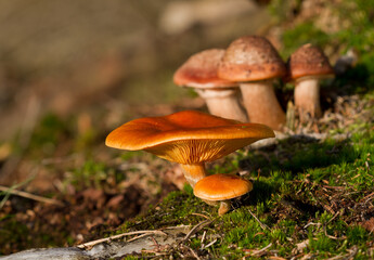 Autumn scene: two Scaly rustgills, in the background, vague, three Blushers