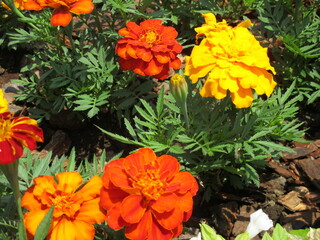 春の花壇に美しく咲き誇る、赤、オレンジ色、黄色が鮮やかなのマリーゴールドの花