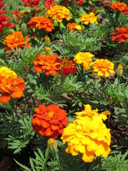 春の花壇に美しく咲き誇る、赤、オレンジ色、黄色が鮮やかなのマリーゴールドの花