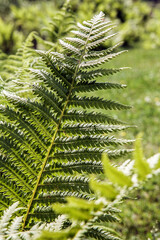 A large green fern in detail in the forest.