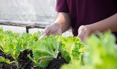 Salad in caring hands. Hydroponic vegetables salad farm. Hydroponics method of growing plants.