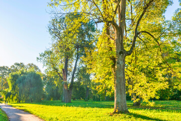 Fototapeta premium Green park with green trees with lane at sunset
