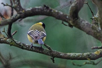 A tit that did not want to be photographed :).