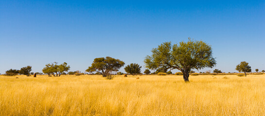 Typical savanna landscape with yellow grass and isolated trees in the Kalahari desert in eastern...