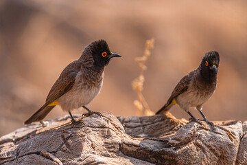 Two African red-eyed bulbuls perched on a stone, Namibia, Africa