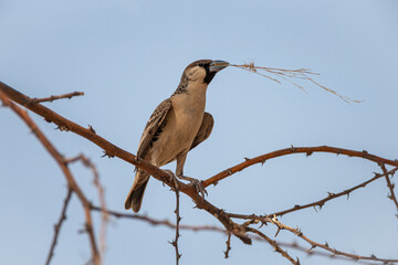 Sociable weaver (Philetairus socius) with grass in beak perched on the branch of a Camelthorn tree (Vachellia erioloba) against blue sky