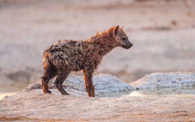Spotted hyena (Crocuta crocuta) at a waterhole in early morning light