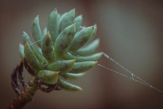 close up of a succulent plant with spider web with dew