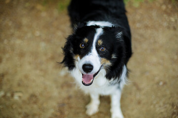border collie 