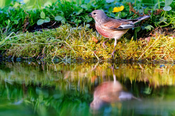 Common linnet (Linaria cannabina) sitting at a pond in spring.