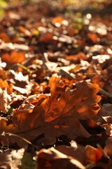 Pile of beautiful fallen leaves outdoors on sunny day