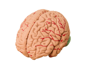 Realistic brain isolated cutout background