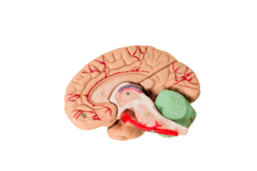 Realistic brain isolated cutout background