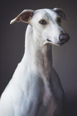 Greyhound portrait 