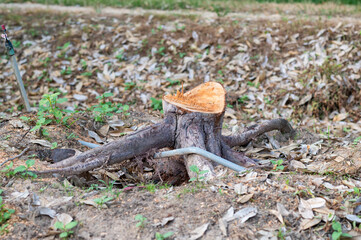 The dead durian tree was cut off