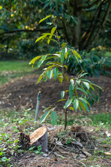 The dead durian tree was cut off, and new durian small