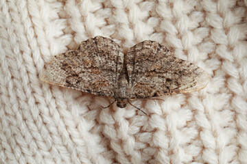 Alcis repandata moth on beige knitted sweater, top view
