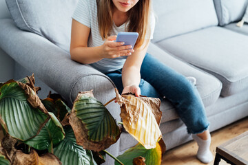 Young woman taking picture on phone of dried, sunburn leaf of potted plant Calathea. Houseplants diseases. Disorders Identification and Treatment search. Home gardening mobile app. Selective focus.