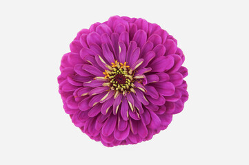 Lilac zinnia flower isolated on white background close up top view.
