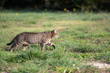 Naklejka na ściany i meble tabby cat roaming a meadow
