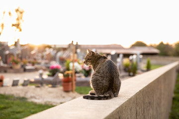 tabby cat on cemetery boundary wall against sunset