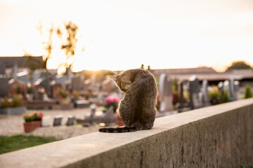 tabby cat on wall against sunset