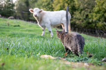 Obraz premium tabby cat stalking a white cow